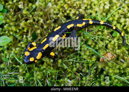 (Salamandra salamandra salamandre de feu) dans une nature sauvage Banque D'Images