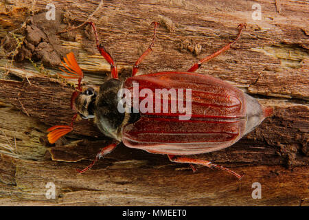 Cockchafer (Melolontha melolontha) montées sur bois Banque D'Images