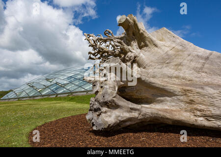 La grande serre au Jardin Botanique National du Pays de Galles, Llanarthne, Carmarthenshire avec d'énormes tronc de l'arbre en premier plan Banque D'Images