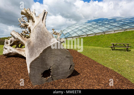 La grande serre au Jardin Botanique National du Pays de Galles, Llanarthne, Carmarthenshire avec d'énormes tronc de l'arbre en premier plan Banque D'Images