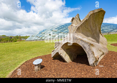 La grande serre au Jardin Botanique National du Pays de Galles, Llanarthne, Carmarthenshire avec d'énormes tronc de l'arbre en premier plan Banque D'Images