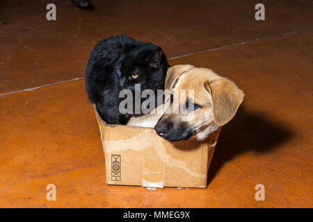Brown chien et chat noir dans une boîte en carton Banque D'Images