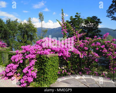 Bougainvillea fleurs violettes, plantes exotiques à l'île de Brissago, Suisse paysages vue sur les alpes suisses sur le Lac Majeur au niveau européen, la ville d'Ascona cle Banque D'Images