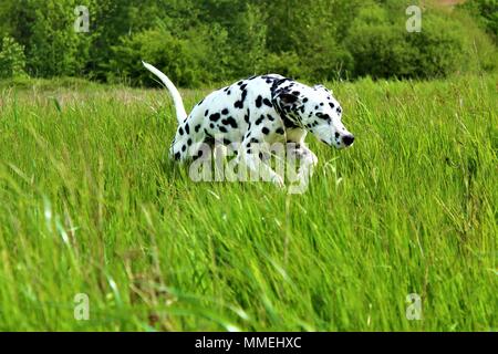 Cinq ans dans la longue herbe dalmate. Banque D'Images