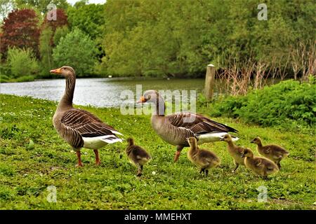 Deux oies cendrées parents avec leurs cinq oisons bébé par un lac. Banque D'Images