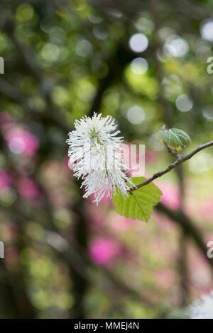 Fothergilla major Monticola Groupe. Witch Mountain alder monticola arbuste Groupe des fleurs au printemps. UK Banque D'Images