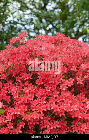 Rhododendron 'Kaempferi'. Chalumeau ou Kaempfer au printemps la floraison des azalées. UK Banque D'Images
