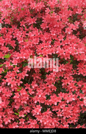 Rhododendron 'Kaempferi'. Chalumeau ou Kaempfer au printemps la floraison des azalées. UK Banque D'Images