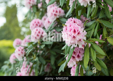 Pink Rhododendron caucasicum hybridum Prince Camille de Rohan