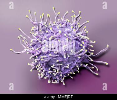 Des lymphocytes T activés. Couleur de l'analyse des électrons Microphotographie (SEM) de l'activation des lymphocytes T à partir d'un échantillon de sang humain. Les lymphocytes T, ou cellules T, Banque D'Images