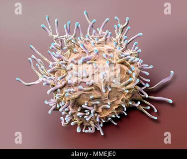 Des lymphocytes T activés. Couleur de l'analyse des électrons Microphotographie (SEM) de l'activation des lymphocytes T à partir d'un échantillon de sang humain. Les lymphocytes T, ou cellules T, Banque D'Images