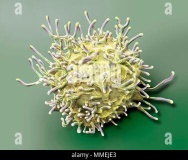 Des lymphocytes T activés. Couleur de l'analyse des électrons Microphotographie (SEM) de l'activation des lymphocytes T à partir d'un échantillon de sang humain. Les lymphocytes T, ou cellules T, Banque D'Images