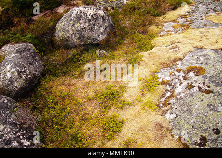 Plantes grasses, de mousse et de bruyère croissantes entre les roches. Les rochers sont couverts de lichen. Banque D'Images