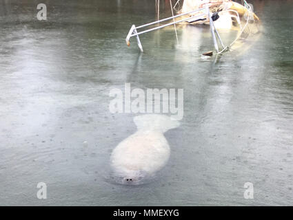 Un lamantin ressemble autour d'un bâtiment coulé causés par l'Ouragan Maria à Salinas, Puerto Rico, le 31 octobre 2017. Une partie de la mission FSE-10 est de protéger les habitats et les espèces menacées et en voie de disparition de l'impact de la pollution causée par les navires endommagés. En venant en contact avec les lamantins tout le travail effectué par la commande doit cesser jusqu'à ce que l'animal quitte la zone pour éviter les blessures. La FSE Maria-10 PR Commandement unifié, composé du Ministère des Ressources naturelles et environnementales, la Garde côtière en collaboration avec le contrôle de la qualité de l'environnement de Porto Rico, des études Banque D'Images