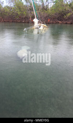 Un lamantin ressemble autour d'un bâtiment coulé causés par l'Ouragan Maria à Salinas, Puerto Rico, le 31 octobre 2017. Une partie de la mission FSE-10 est de protéger les habitats et les espèces menacées et en voie de disparition de l'impact de la pollution causée par les navires endommagés. En venant en contact avec les lamantins tout le travail effectué par la commande doit cesser jusqu'à ce que l'animal quitte la zone pour éviter les blessures. La FSE Maria-10 PR Commandement unifié, composé du Ministère des Ressources naturelles et environnementales, la Garde côtière en collaboration avec le contrôle de la qualité de l'environnement de Porto Rico, des études Banque D'Images