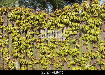 Vigne grimpant sur une clôture en bois au printemps montrant début grwoth de feuilles vertes qui deviennent rouges à l'automne. Banque D'Images