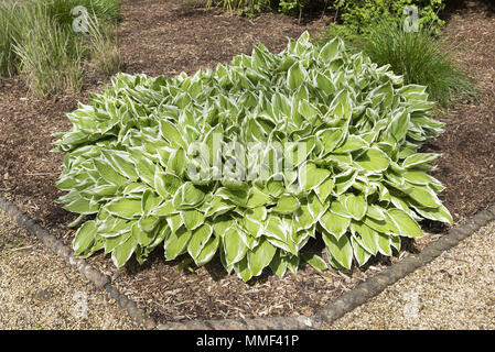 Hosta panaché plante dans un coin d'un jardin paysager. Idéal pour un endroit ombragé. Banque D'Images