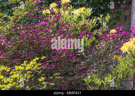 Azalea arbustes plantés dans un coin d'un jardin à l'abri d'un mur. Banque D'Images