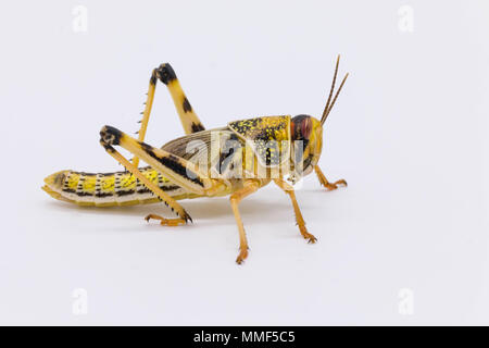 Gros plan d'une trémie / criquet insecte isolé sur fond blanc Banque D'Images