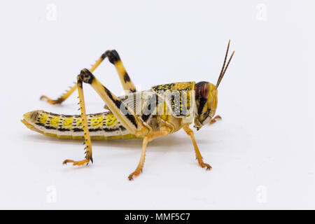 Gros plan d'une trémie / criquet insecte isolé sur fond blanc Banque D'Images