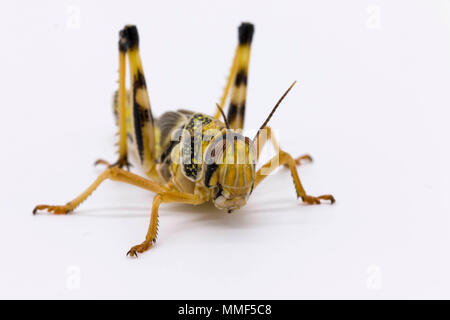 Gros plan d'une trémie / criquet insecte isolé sur fond blanc Banque D'Images