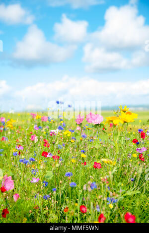 Wild Flower meadow au Pays de Galles, Royaume-Uni Banque D'Images