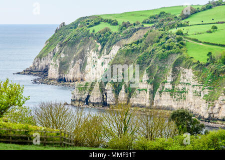 Les falaises de craie de col de mousse à côté du village de bière à côté de la manche, sur la côte sud du Devon, Angleterre. Banque D'Images