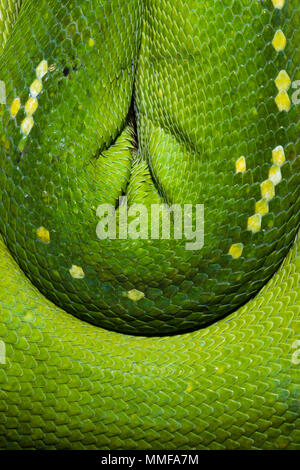 Les bobines d'émeraude et les échelles d'un arbre vert Python qui pèsent sur une branche. Banque D'Images