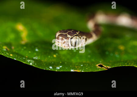 Un Blunthead serpent enroulé sur une feuille dans la forêt tropicale. Banque D'Images