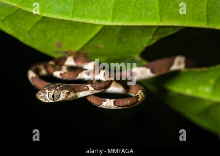 Un Blunthead serpent enroulé sur une feuille dans la forêt tropicale. Banque D'Images