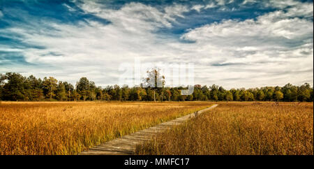 Une belle scène d'automne le long d'un trottoir de bois d'enroulement des feuilles colorées de l'automne dans les arbres lointains à regarder. Banque D'Images