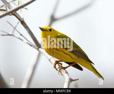 Une Paruline jaune oiseau vu à Magee Marsh dans le nord-ouest de l'Ohio au cours du printemps. Banque D'Images