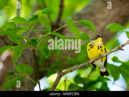 Un mâle de couleur Magnolia Warbler bird vu à Magee Marsh dans le nord-ouest de l'Ohio pendant la migration printanière. Banque D'Images