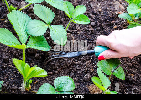 Soins pour les fraises, le jardin se desserre la main au sol. Studio Photo Banque D'Images