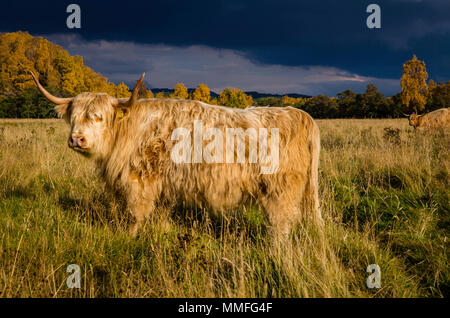 La vache Highland ou coo comme il est connu, c'est un grand animal mignon et un peu poilue. Plutôt docile sur un étouffant la journée ! Banque D'Images