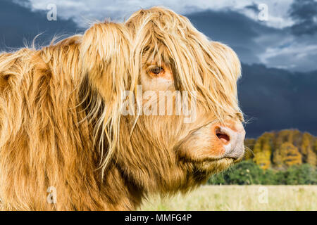 La vache Highland ou coo comme il est connu, c'est un grand animal mignon et un peu poilue. Plutôt docile sur un étouffant la journée ! Banque D'Images