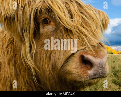 La vache Highland ou coo comme il est connu, c'est un grand animal mignon et un peu poilue. Plutôt docile sur un étouffant la journée ! Banque D'Images