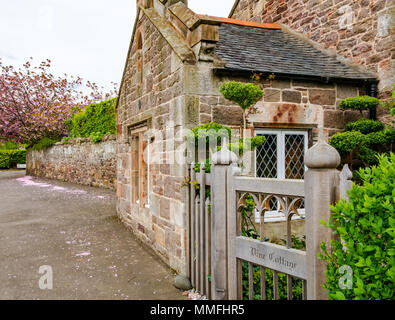 Dirleton, East Lothian, Ecosse, Royaume-Uni, 11 mai 2018. Cerisiers en fleurs Printemps rose souffle dans les arbres et les trottoirs sont couverts de fleurs roses. Une vieille maison en pierre appelé Vine Cottage dans le centre du village, avec une porte en bois et de fenêtres à petits carreaux avec un cerisier dans le jardin Banque D'Images