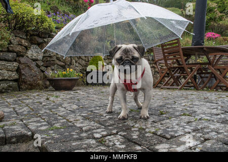 pug umbrellas