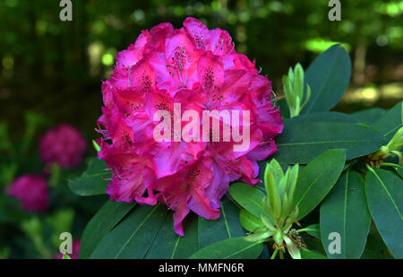 05 mai 2018, l'Allemagne, l'Duesseldorf-Angermund : rhododendron plantes en Heltdorf Palace, un château à douves du 11ème siècle et aujourd'hui une partie de la propriété du Comte Spee. Il est entouré par les plus beaux parc forestier dans le Bas-du-Nord-Westphalie, inspirée par les paysages anglais. Il a le deuxième plus vieux échantillons rhododendron en Allemagne, qui sont les fleurons de la parc. Seul dans la Frise orientale Westerwede il y a plus de ces plantes. · Pas de service de fil · Photo : Horst Ossinger//dpa Banque D'Images