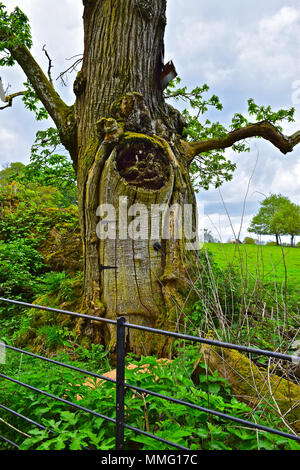 Vieil arbre magique avec porte menant à qui sait où ? ! ! Peut-être un royaume magique cachée sous terre ! Banque D'Images