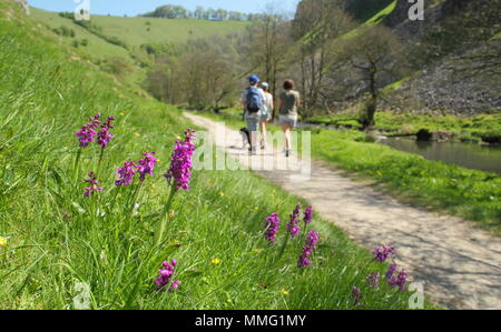 Les marcheurs pass Early Purple orchidées (Orchis mascula) par la rivière Dove dans Wolfscote Dale, Peak District, Derbyshire, Royaume-Uni sur une belle journée de printemps (mai) Banque D'Images