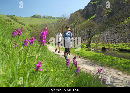 Les marcheurs pass Early Purple orchidées (Orchis mascula) par la rivière Dove dans Wolfscote Dale, Peak District, Derbyshire, Royaume-Uni sur une belle journée de printemps (mai) Banque D'Images