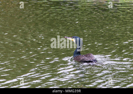 Cormorant. Phalacrocurax cabo (Phalacrocoracidés) dans la région de Abington Park Lake, Northampton, Royaume-Uni Banque D'Images