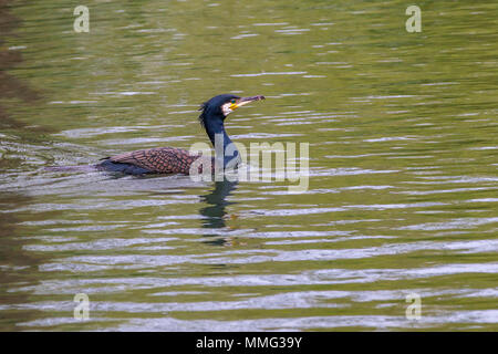 Cormorant. Phalacrocurax cabo (Phalacrocoracidés) dans la région de Abington Park Lake, Northampton, Royaume-Uni Banque D'Images