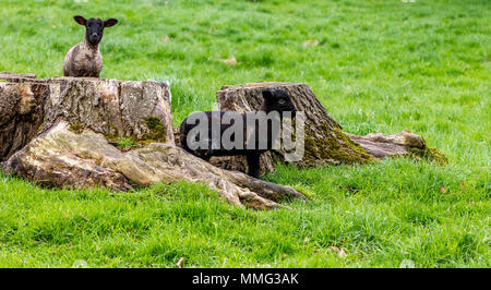 Agneaux jouer autour d'une souche d'arbre, Castle Ashby, Northamptonshire. Banque D'Images