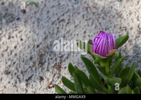 Détail d'une fleur d'un mauve fermé hottentots fig, couverte d'une rosée du matin. La Sardaigne, Italie Banque D'Images