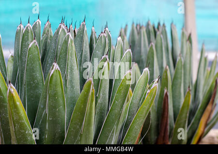 Agave victoriae-reginae (agave de la reine Victoria) avec des traces de l'eau dans le jardin botanique à Wroclaw, Pologne Banque D'Images