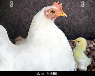 La mère poule et un nouveau-né Baby Chicken Banque D'Images