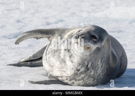 Phoque de Weddell Leptonychotes weddellii hot allongé sur la glace près de Hope Bay, sur la côte, l'Antarctique Banque D'Images